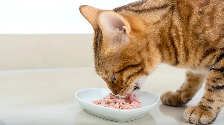 why most cats go crazy over tuna