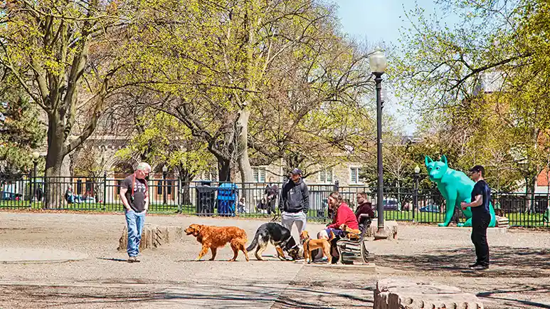 are hookworms hiding in dog park