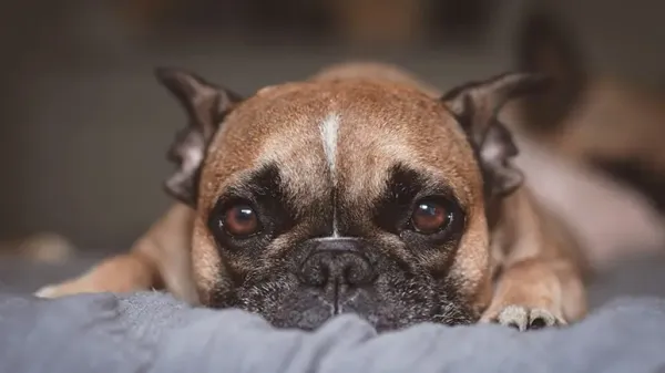 brachycephalic dog breeds sleep apnea