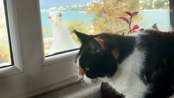 seagull shows off her baby chick to indoor cat