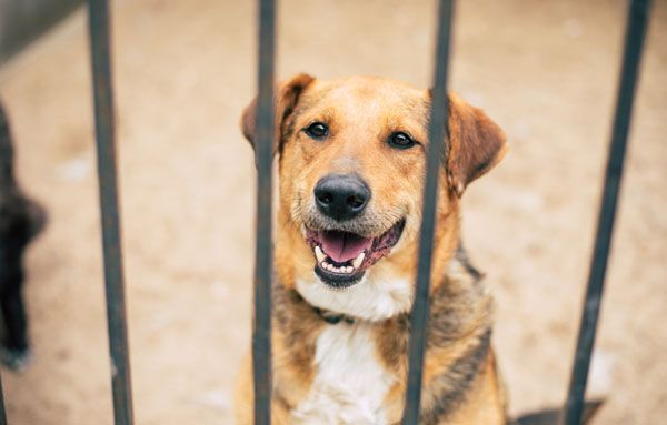 adopt an adult dog
