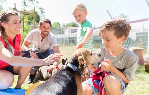 adopting a shelter animal