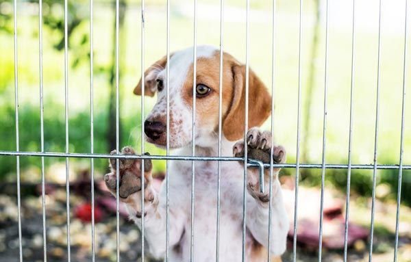 non local adoptions