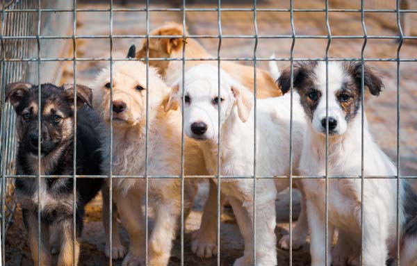 puppy mill