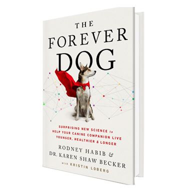 The Forever Dog