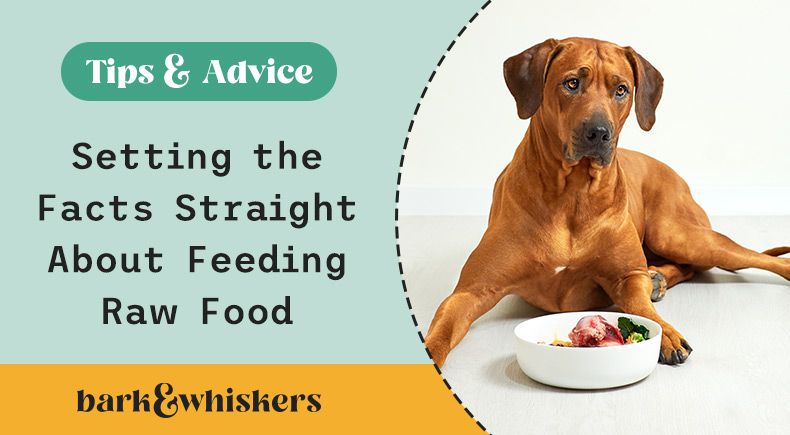 Setting the Facts Straight About Feeding Pets Raw Food