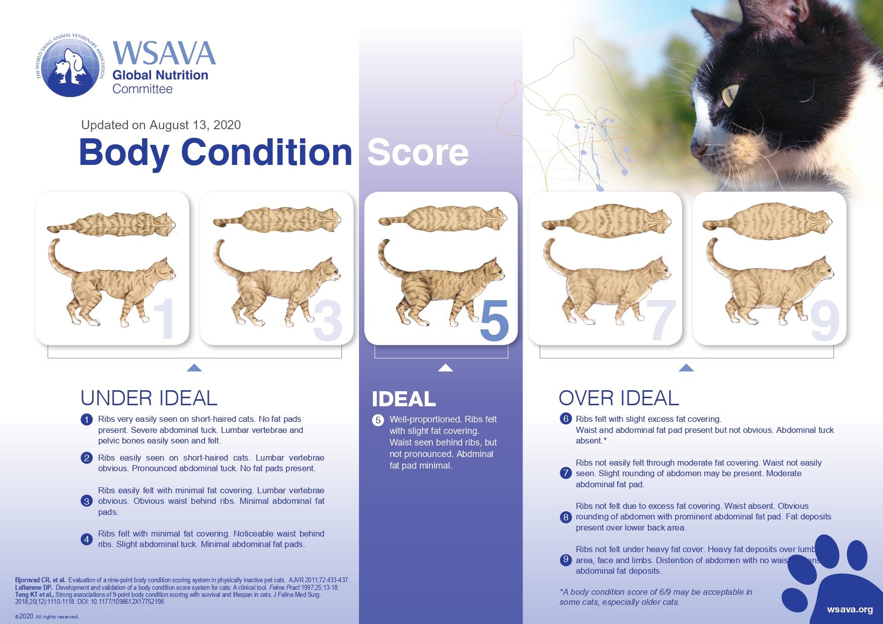 Cat Body Condition Score