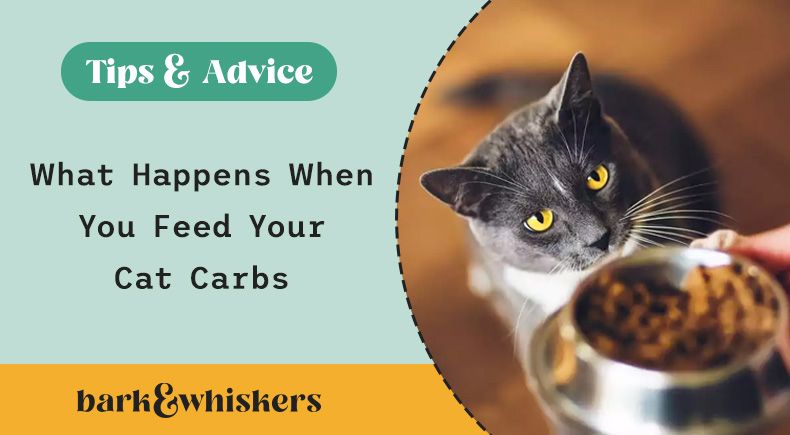 Carbs for on sale cats