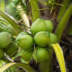 coconut