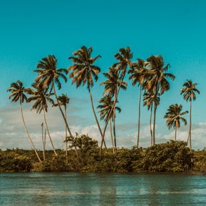 coconut