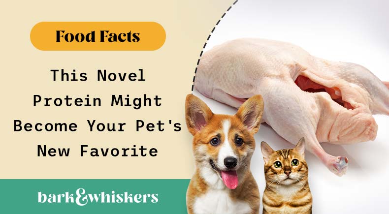 Novel protein dog food top