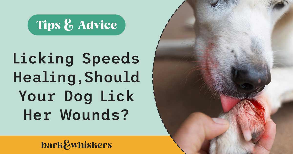 Licking Speeds Healing, Should Your Dog Lick Her Wounds?
