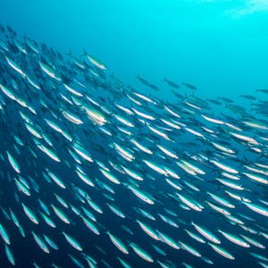 sardines fun fact