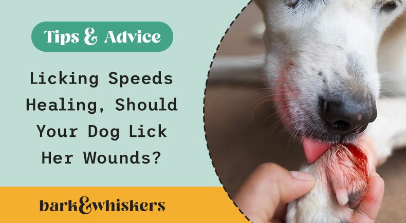 Licking Speeds Healing, Should Your Dog Lick Her Wounds?