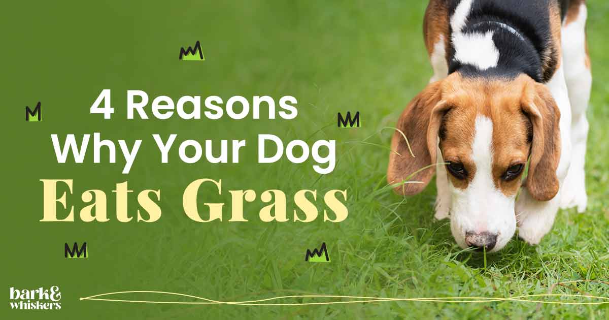 Why dogs eat grass dr shop karen becker