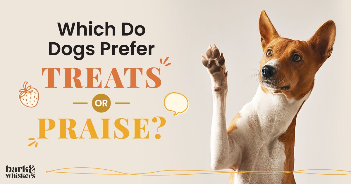 Which Do Dogs Prefer Treats or Praise?
