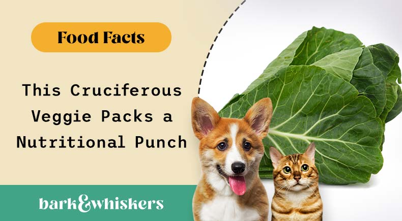 Collards sales for dogs