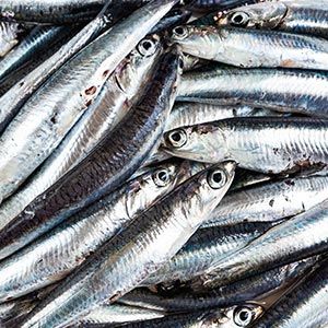 are anchovies sustainable