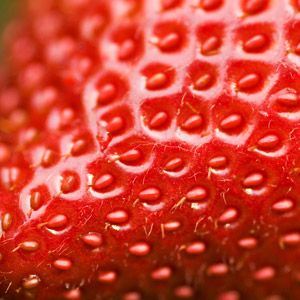 graines de fraises
