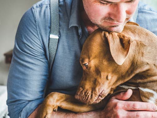shelter pet