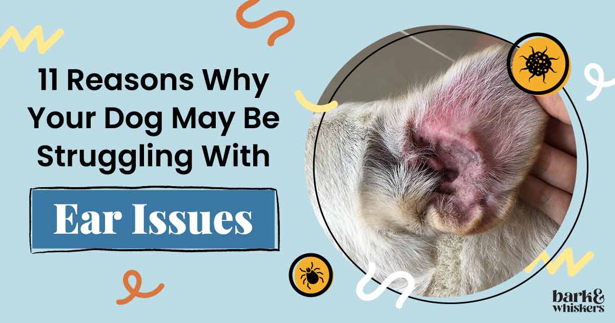 Canine Ear Infections