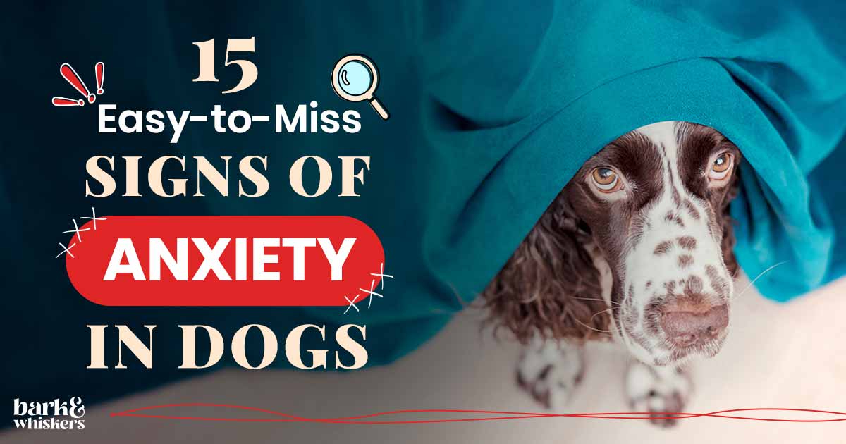 15 EasytoMiss Signs of Anxiety in Dogs