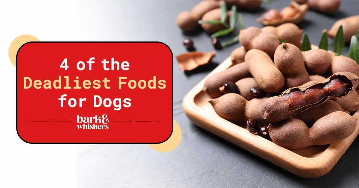 4 of the Deadliest Foods for Dogs