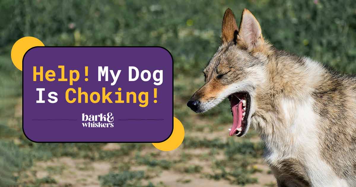 Help! My Dog Is Choking!