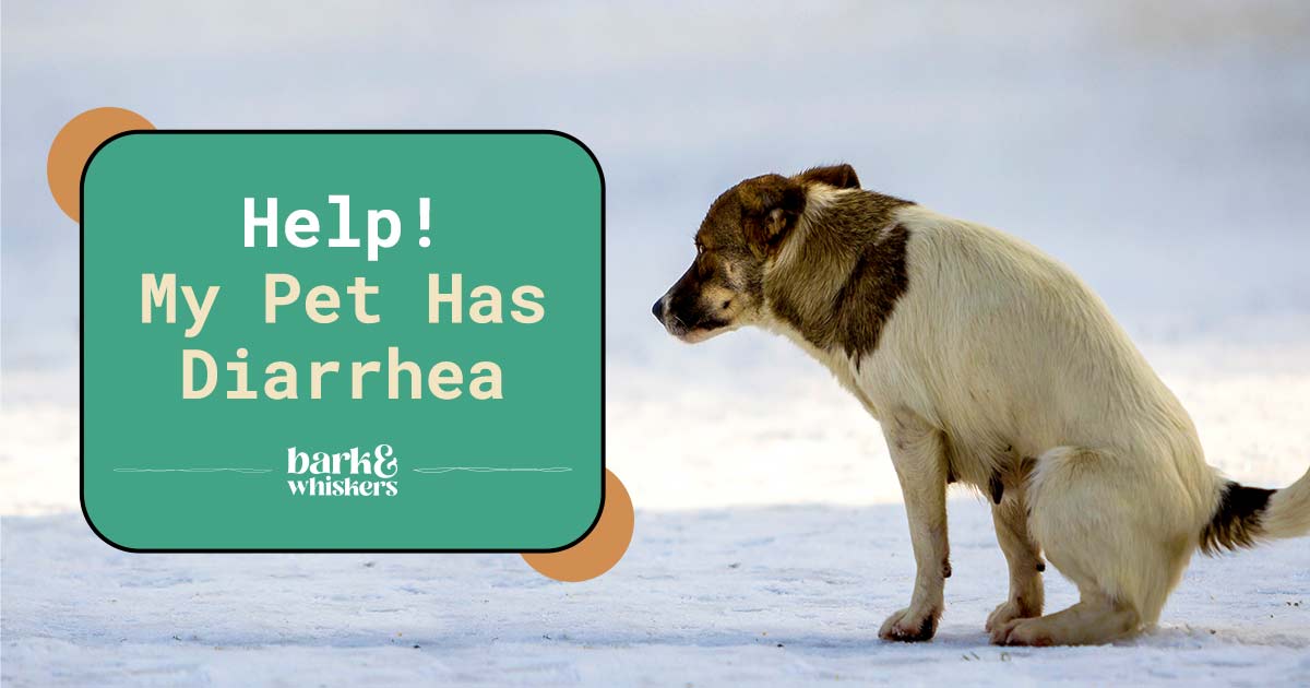What to Do When Pet Has Diarrhea