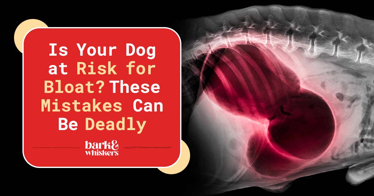 Is Your Dog at Risk for Bloat? These Mistakes Can Be Deadly
