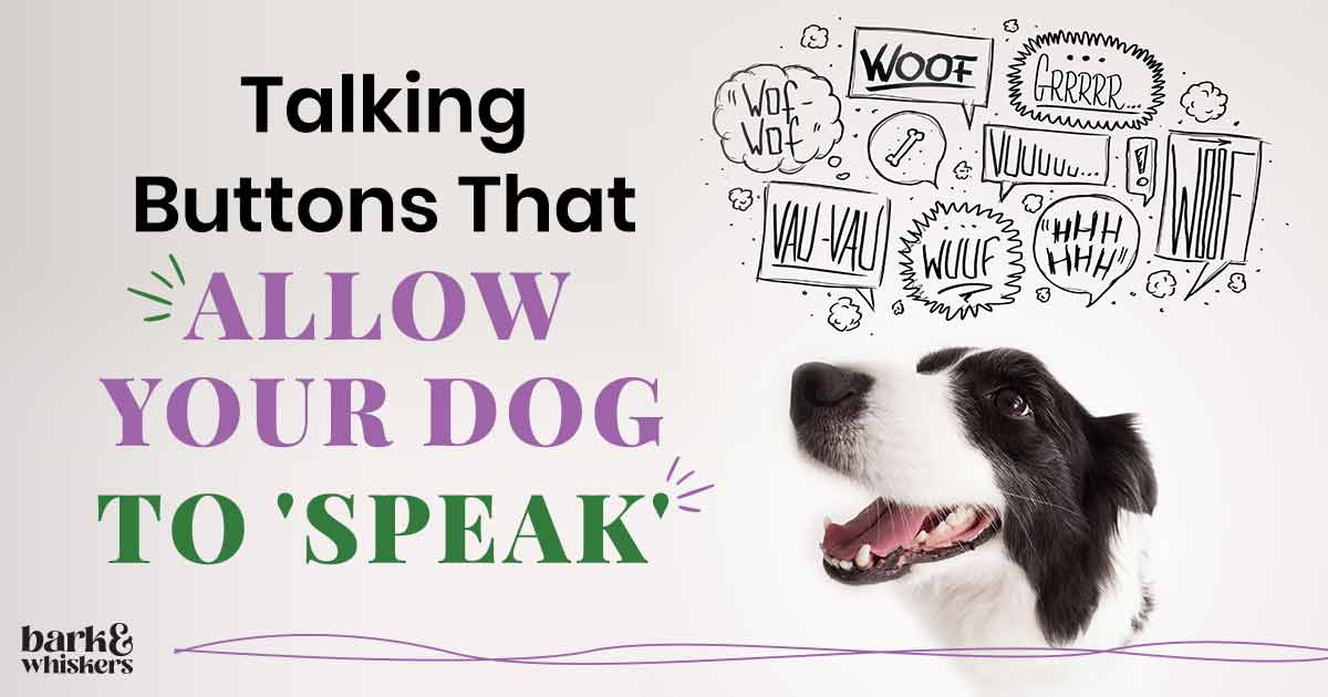 Talking Buttons That Allow Your Dog to 'Speak'