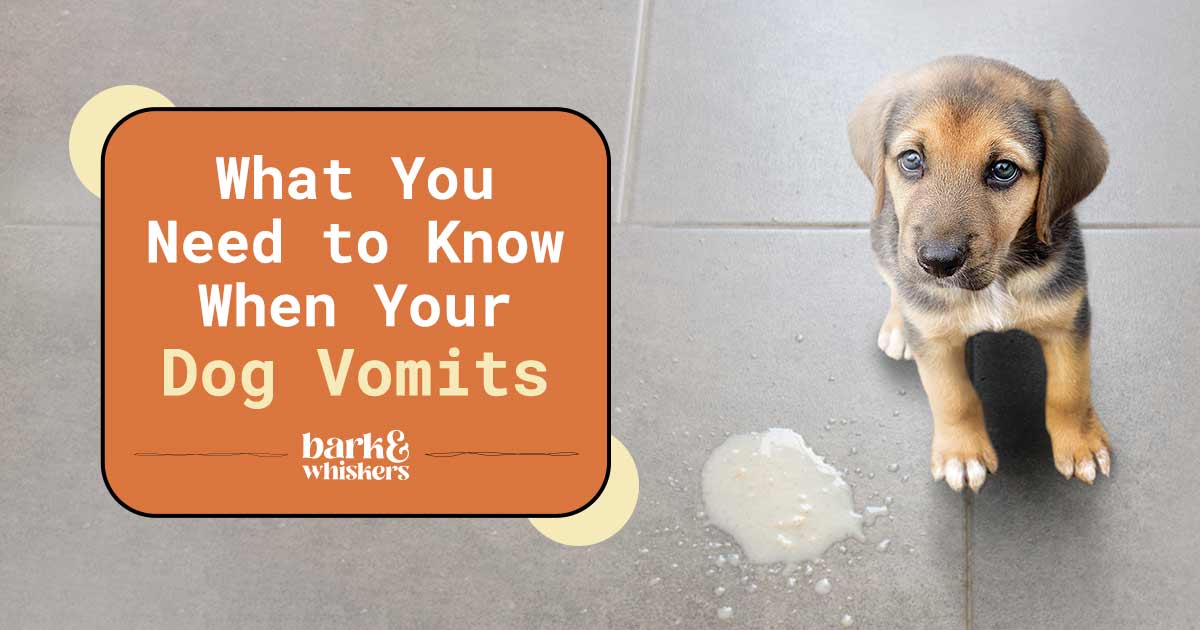 What You Need to Know When Your Dog Vomits