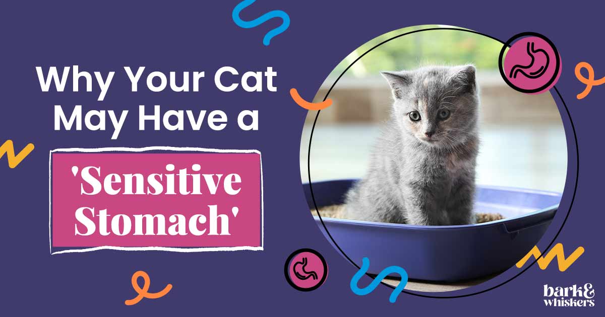 Irritable Bowel Syndrome in Cats Potential Causes and Symptoms