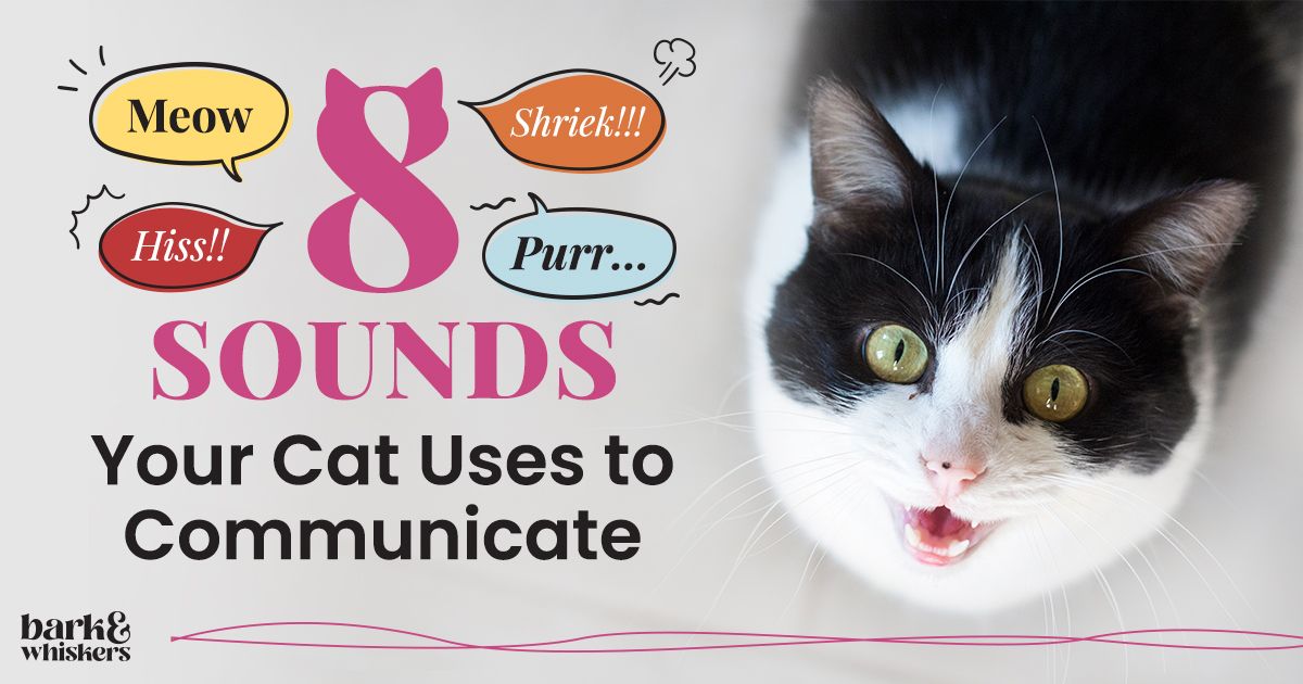 8 Sounds Your Cat Uses to Communicate