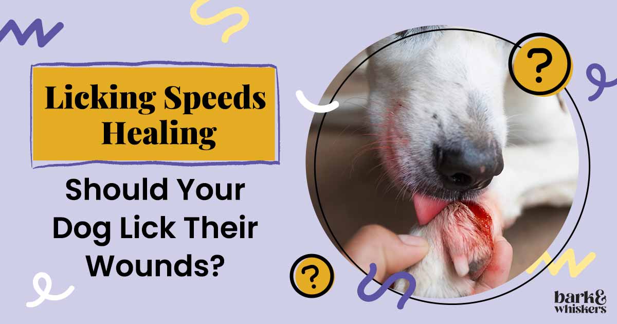 Why Do Dogs Lick Their Wounds?