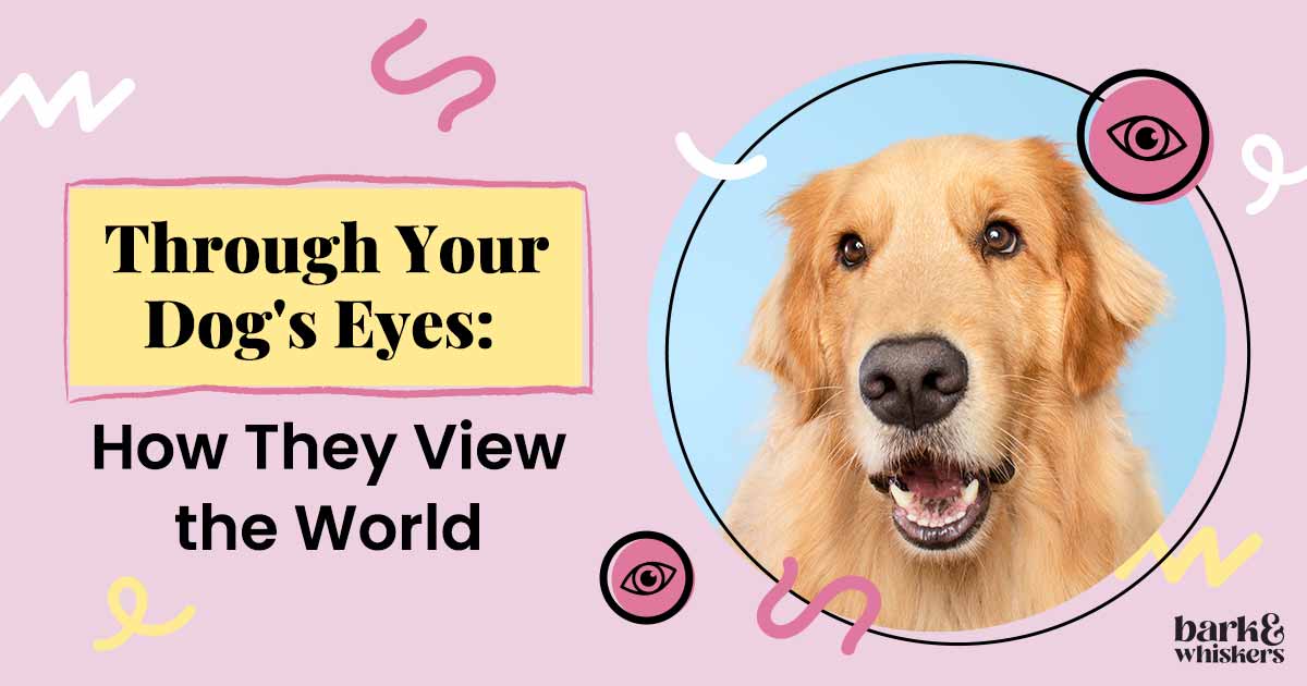 Through Your Dog's Eyes How She Views the World