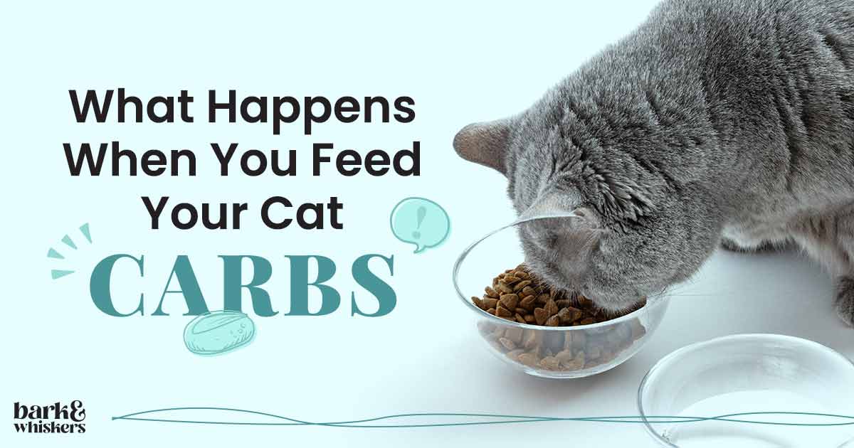 What Happens When You Feed Your Cat Carbs