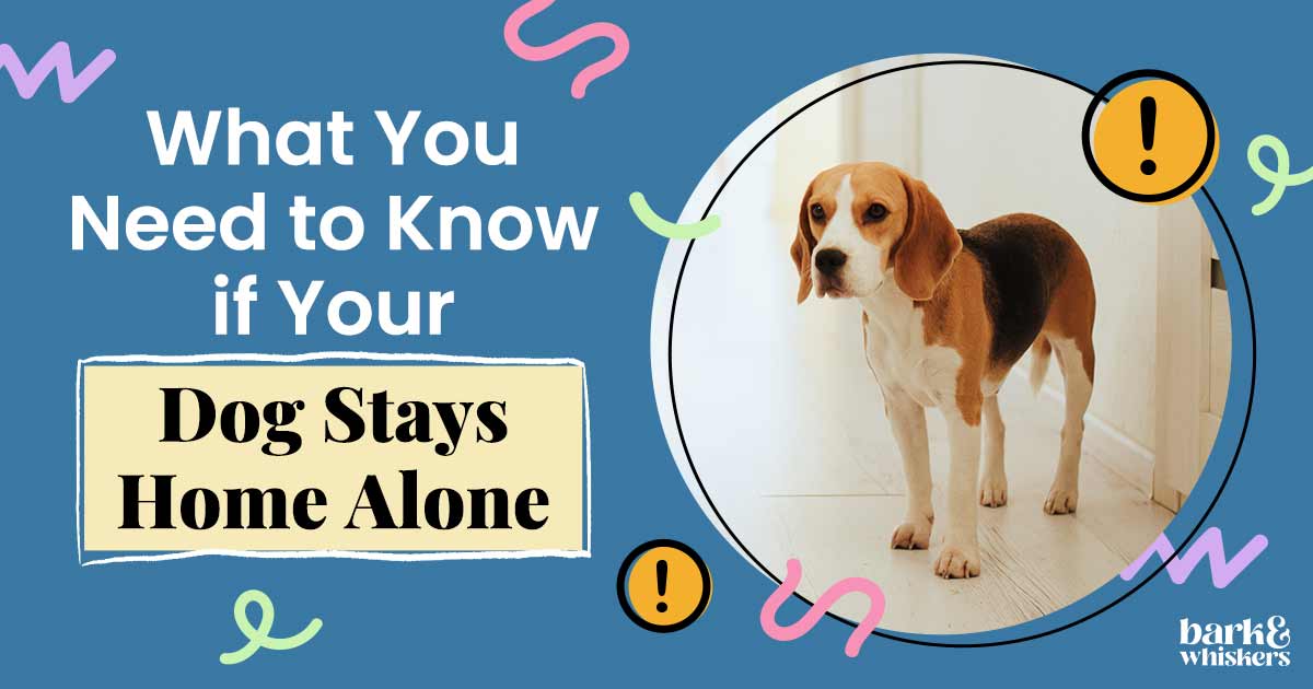 What You Need to Know If Your Dog Stays Home Alone