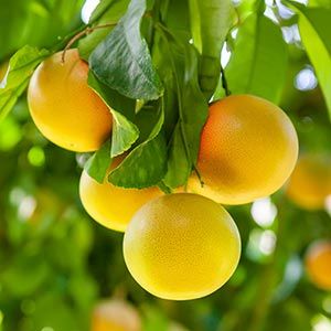 is growing grapefruit sustainable