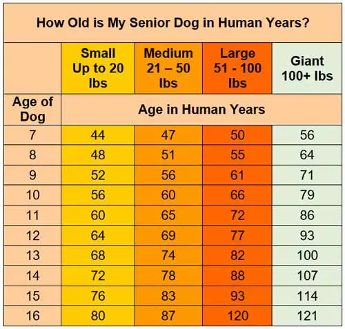 how old is my senior dog in human years