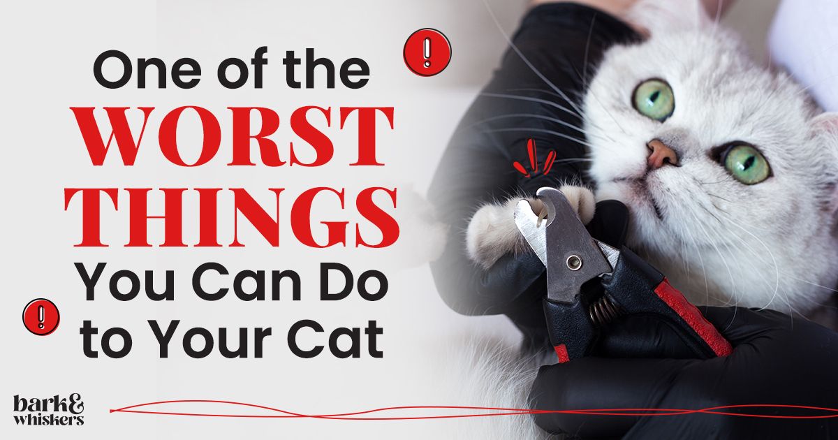 One of the Worst Things You Can Do to Your Cat