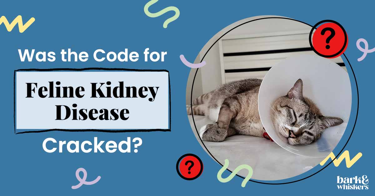 Did This Professor Crack the Code for Feline Kidney Disease?