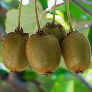 kiwifruit trivia