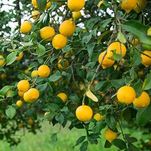lemons