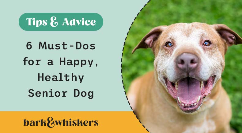 Is Your Dog 7 Years or Older? 6 Things to Start Doing Today