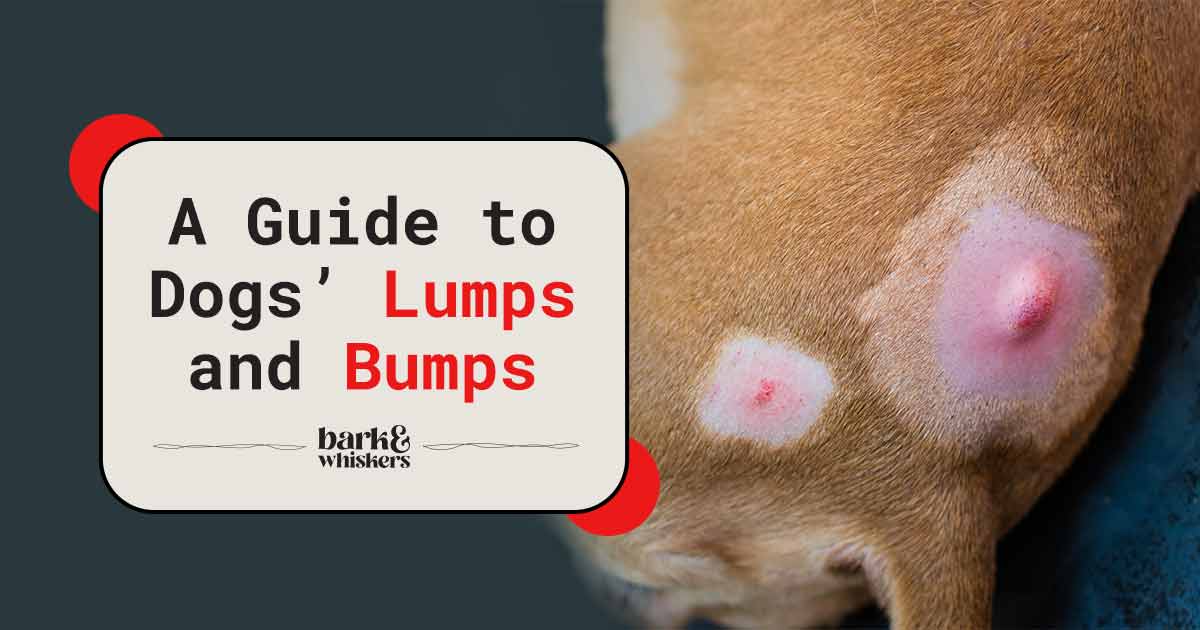 How I Treat Canine Lumps And Bumps