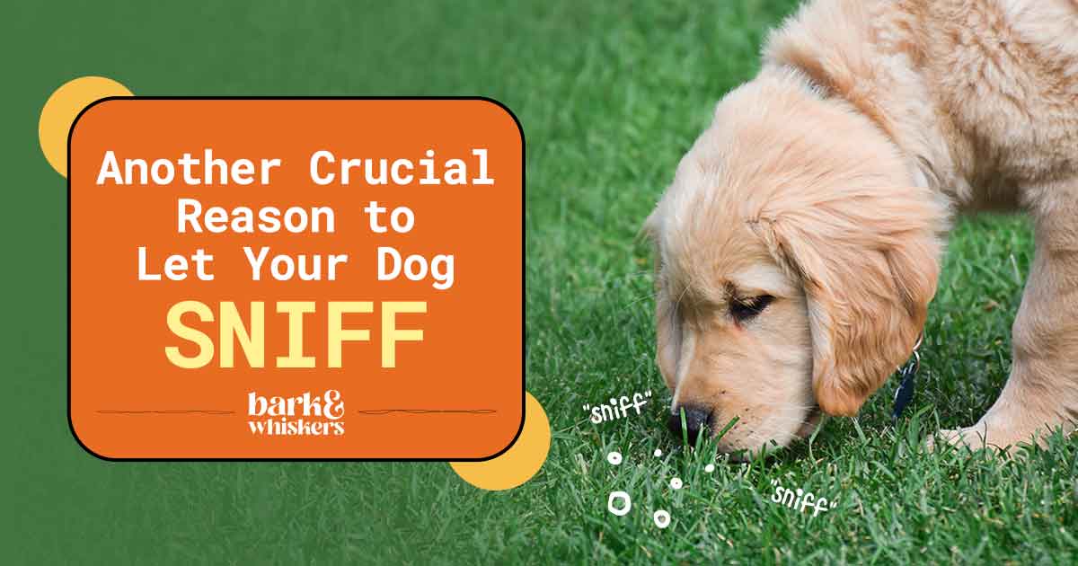 Are You Depriving Your Dog of Its Natural Sniffing Instinct?