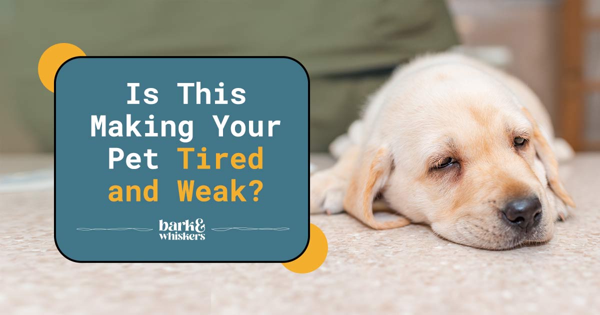 Anemia Why Your Pet May Be Weak, Lethargic and Refusing to Eat