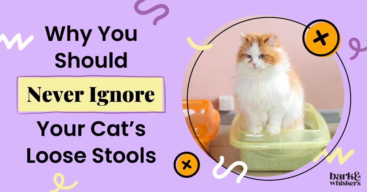 Why You Should Never Ignore Your Cat's Loose Stools