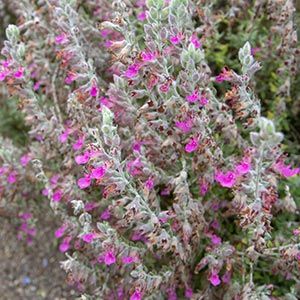 cat thyme